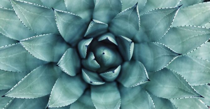 Internal Wellness & Balance Acupuncture｜内在健康平衡针灸